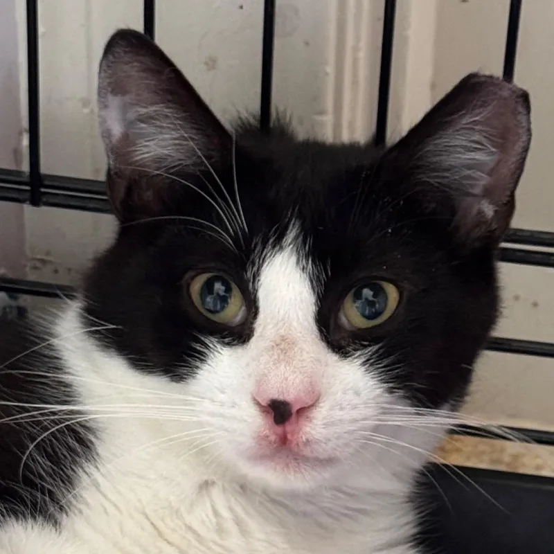 A young medium-sized male Black Domestic Short Hair cat named Saber for adoption in Salisbury, MA