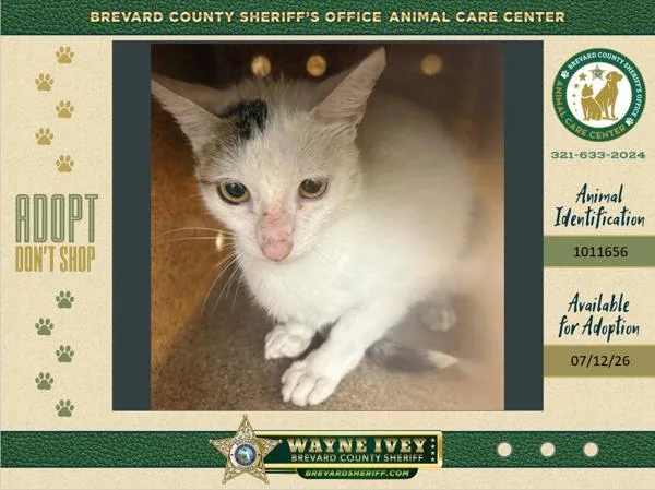 An adult large-sized male Domestic Short Hair cat named Oven Mitt for adoption in Melbourne, FL