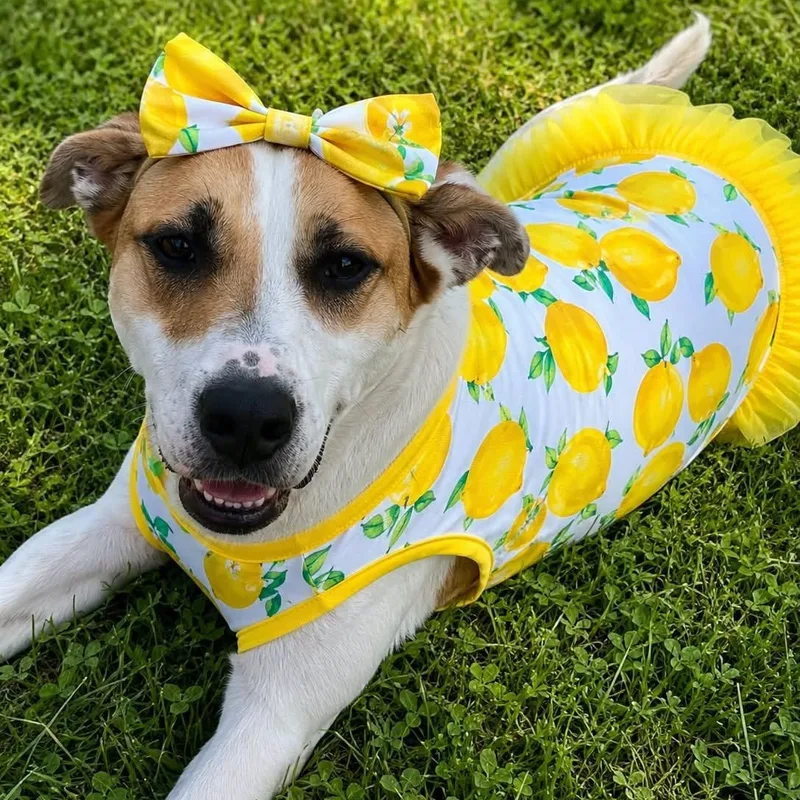 An adult medium-sized female White / Cream Mixed Breed dog named Lemon for adoption in Warren, OH