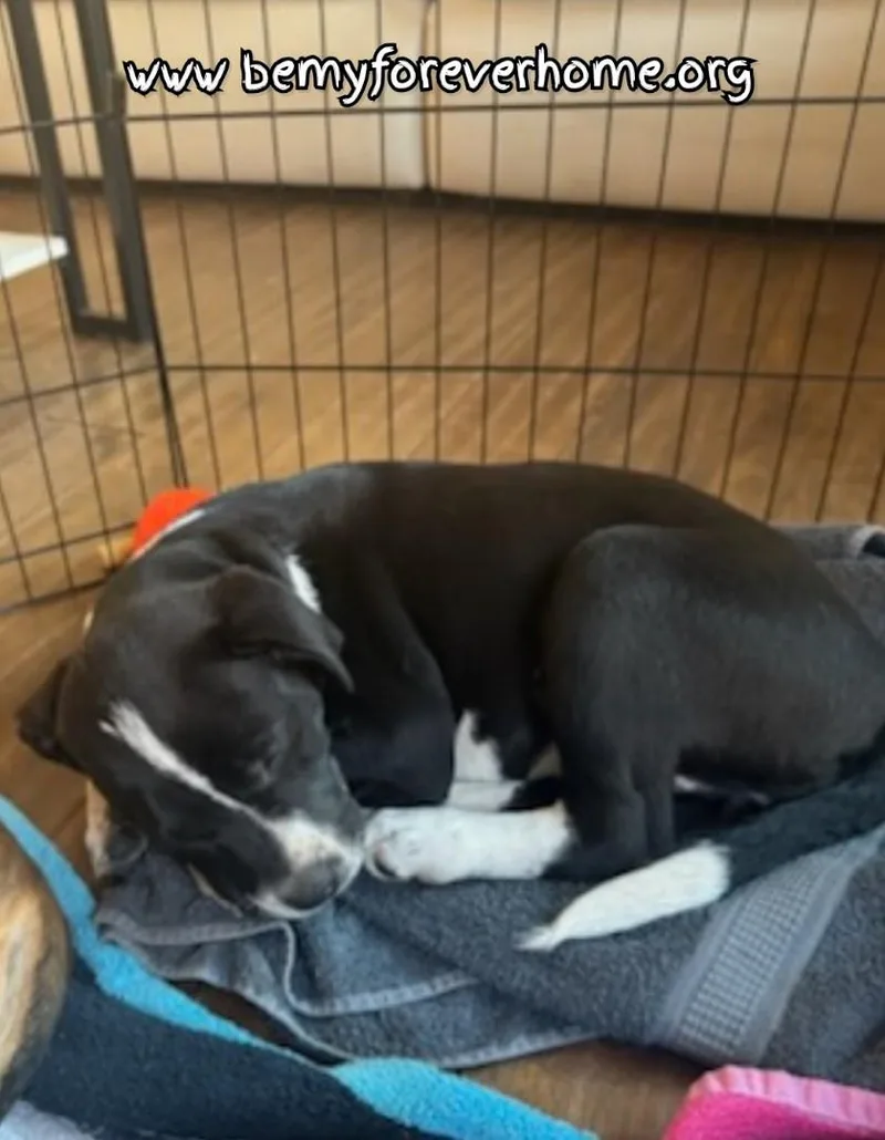 A baby medium-sized female Pit Bull Terrier dog named Amy for adoption in Plano, TX