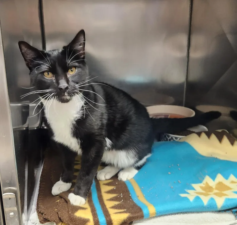 A baby medium-sized male Black & White / Tuxedo Domestic Short Hair cat named Sly for adoption in Clayton, NJ