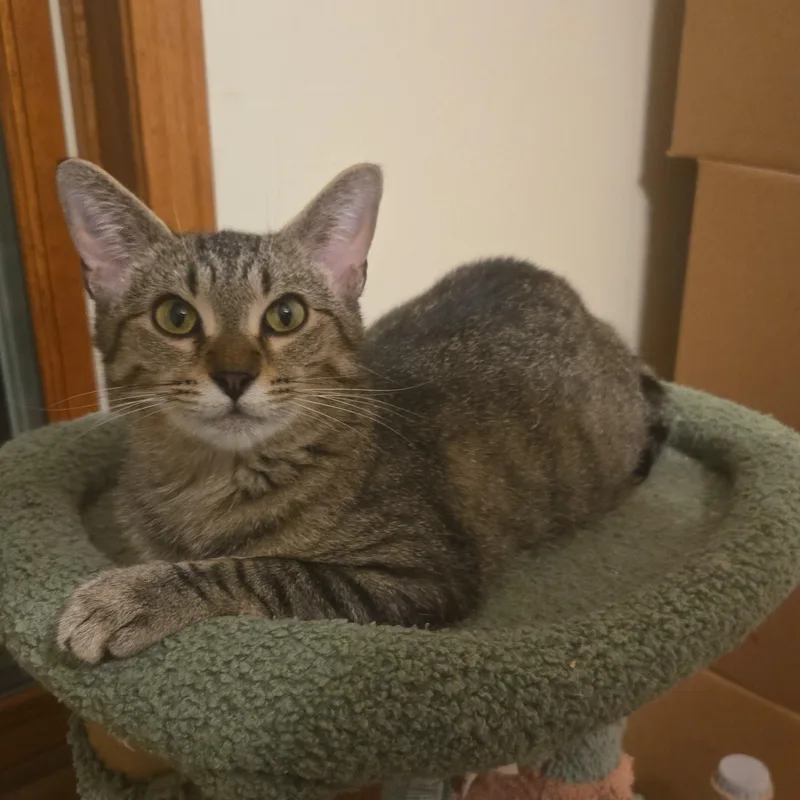 An adult medium-sized female Tabby (Brown / Chocolate) Domestic Short Hair cat named Cinco for adoption in Sauk City, WI