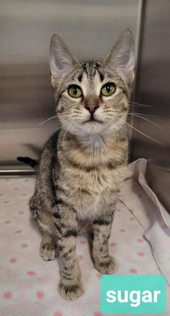 A baby medium-sized female Domestic Short Hair cat named Sugar for adoption in Richmond, IN