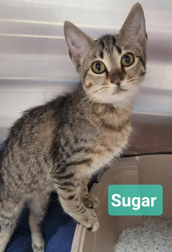 Sugar thumbnail 2