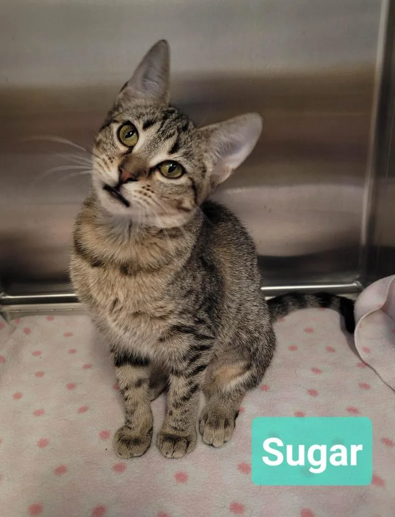 Sugar thumbnail 4