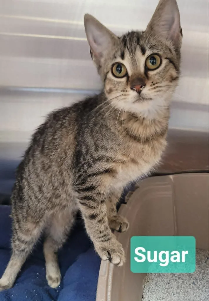 Sugar thumbnail 5