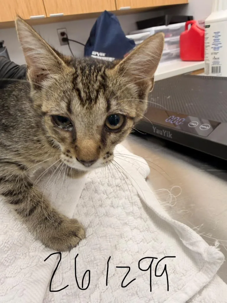 A baby medium-sized female Domestic Short Hair cat named Miney for adoption in Hartsville, SC