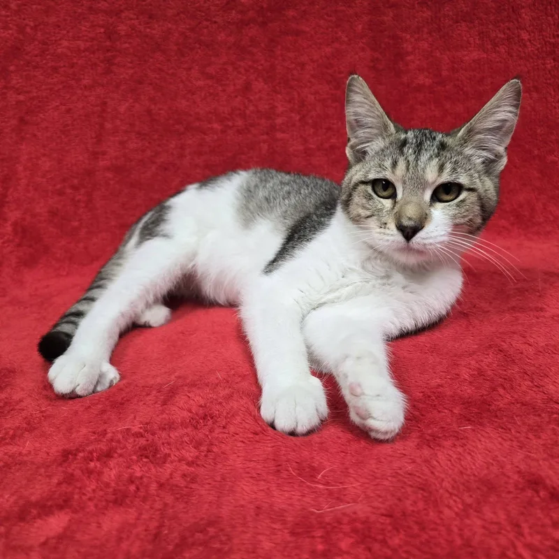 A baby medium-sized female Domestic Short Hair cat named Magnus for adoption in Frankfort, IN