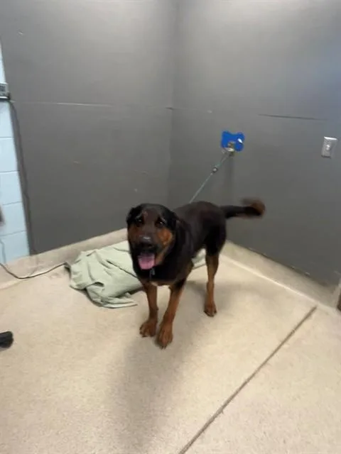 A young extra large-sized male German Shepherd Dog dog named Jimmy Chew for adoption in Tallahassee, FL