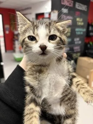 A baby small-sized female Domestic Medium Hair cat named Itchy for adoption in West Chester, PA