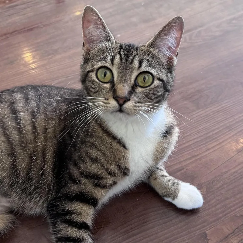 A young medium-sized female Brown / Chocolate Domestic Short Hair cat named Gladys for adoption in Chapel Hill, NC