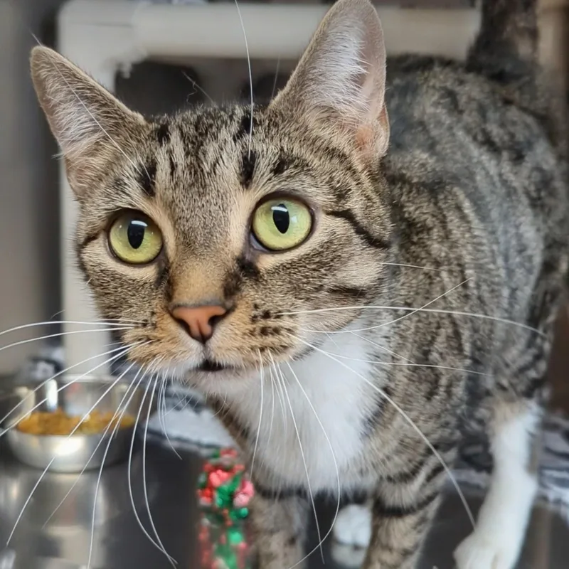 Little Bird thumbnail 2