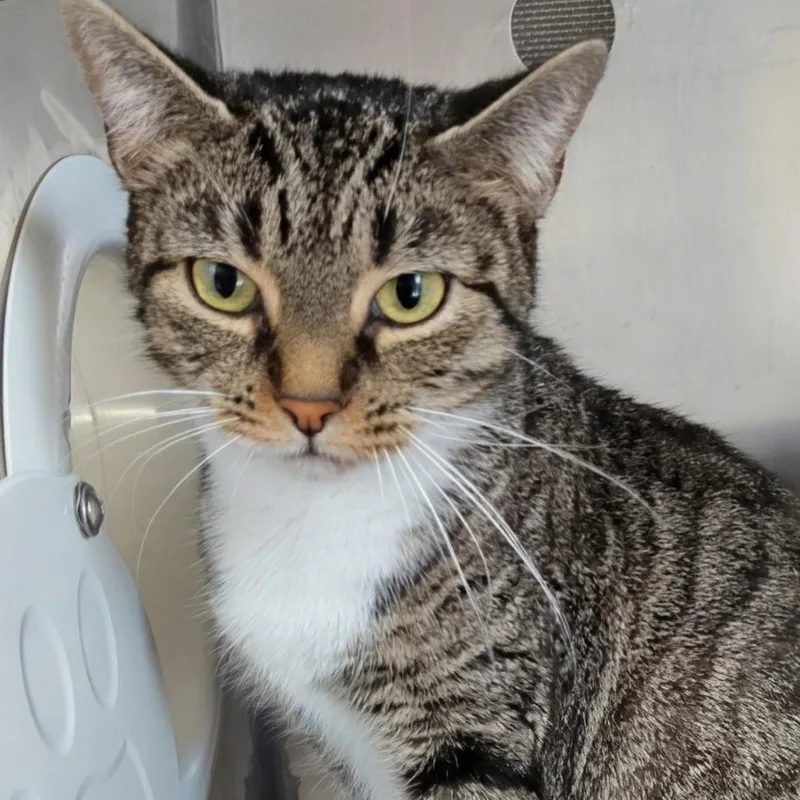 Little Bird thumbnail 3