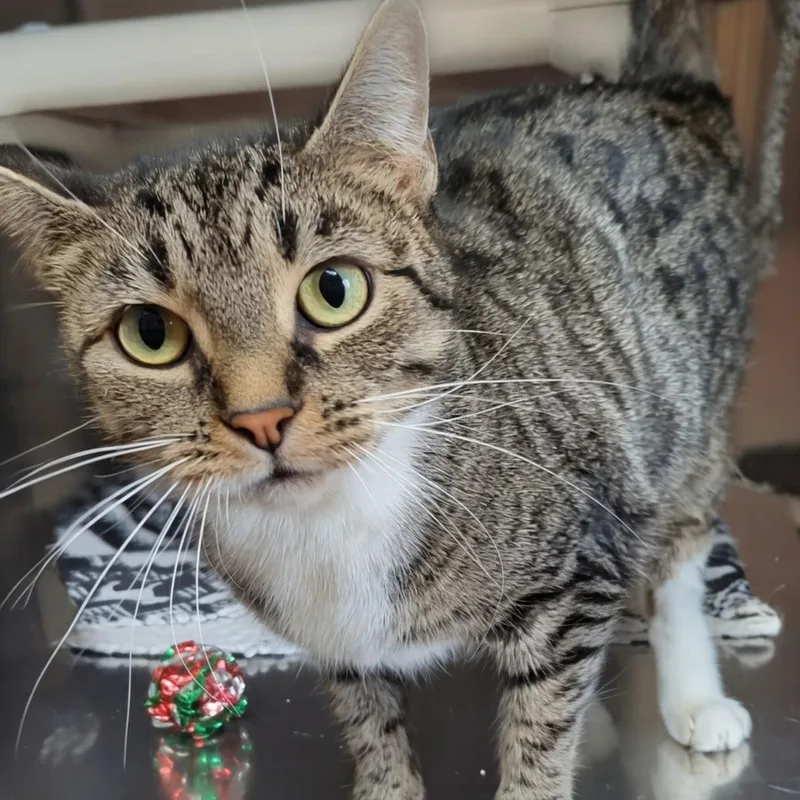 Little Bird thumbnail 4