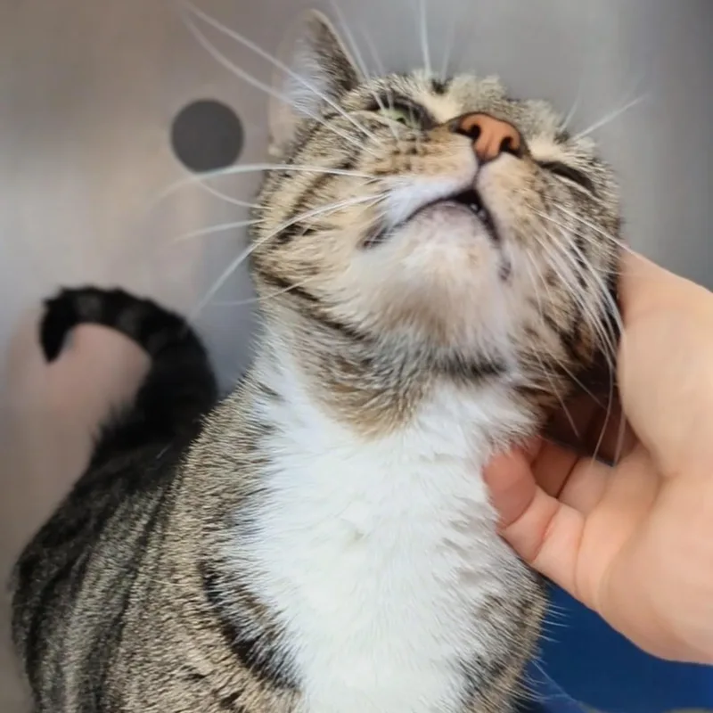 Little Bird thumbnail 5