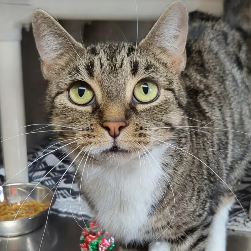 Little Bird thumbnail 6