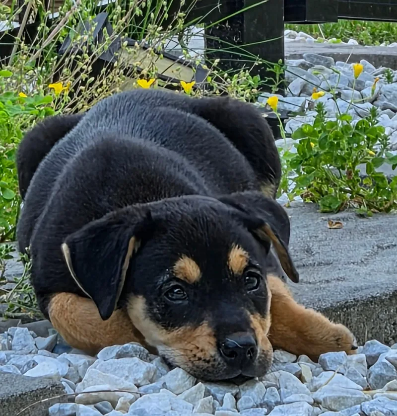 A baby medium-sized male Rottweiler dog named Thunder for adoption in Carmel, NY