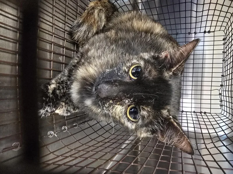 A young medium-sized female Domestic Short Hair cat named Oreo for adoption in Houston, TX