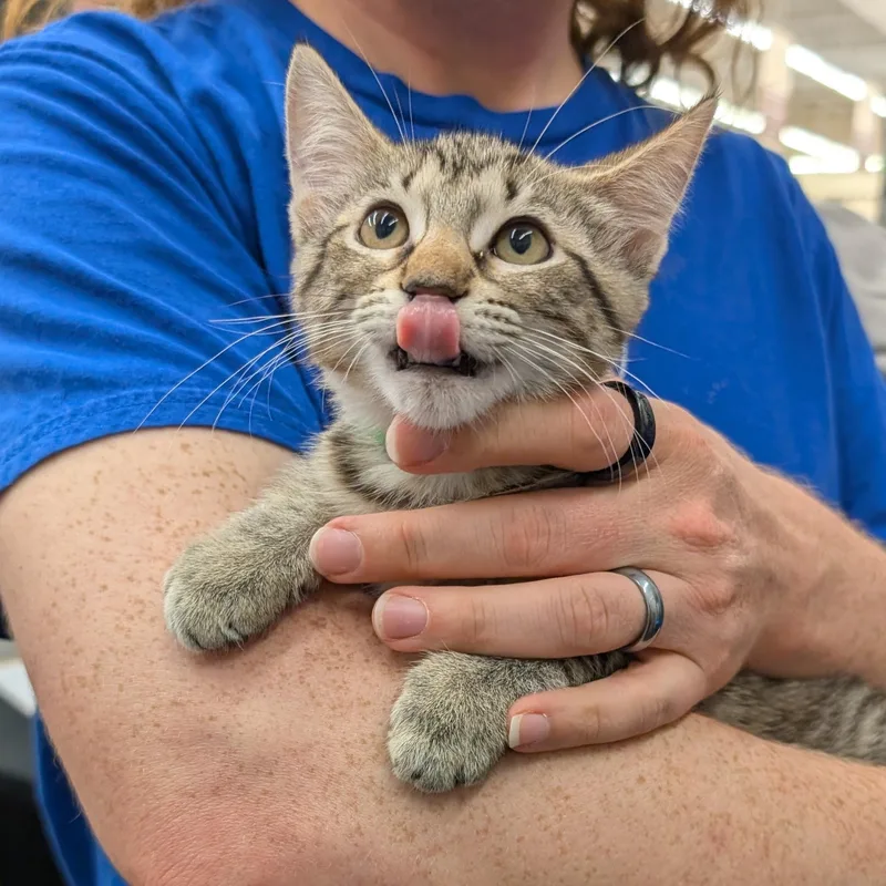 A baby medium-sized female Tabby (Brown / Chocolate) Domestic Short Hair cat named Hero for adoption in Grayslake, IL