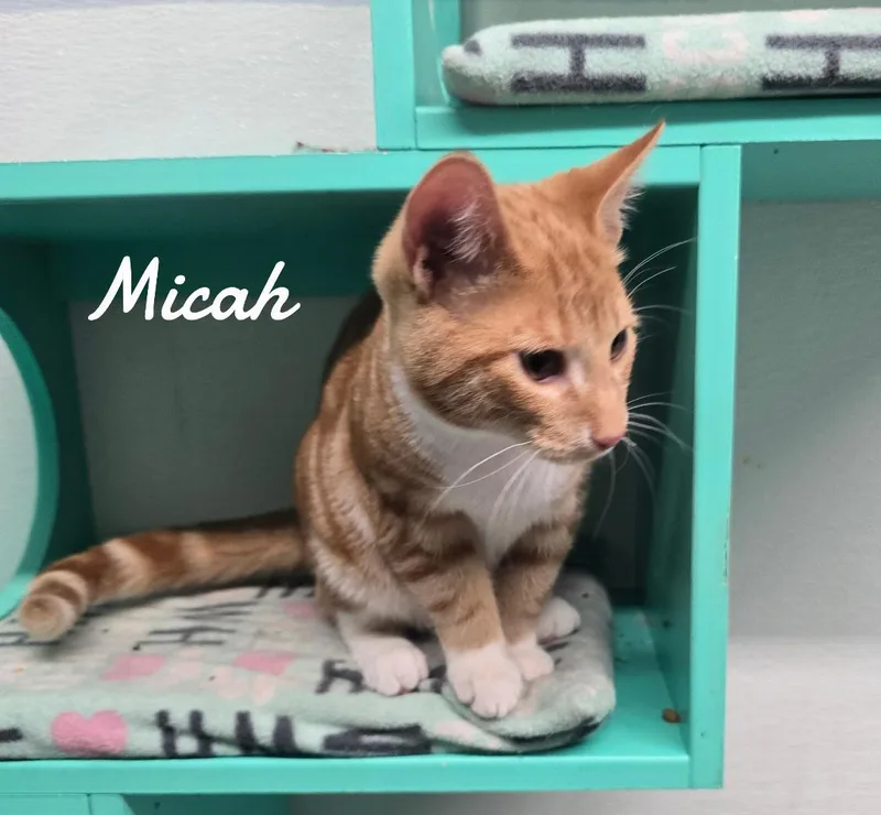 A baby medium-sized male Orange & White Domestic Short Hair cat named Micah for adoption in Naugatuck, CT