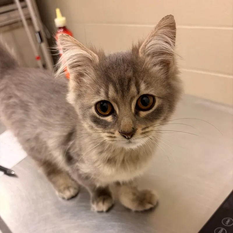 A baby small-sized female Domestic Medium Hair cat named Athena for adoption in South Bend, IN