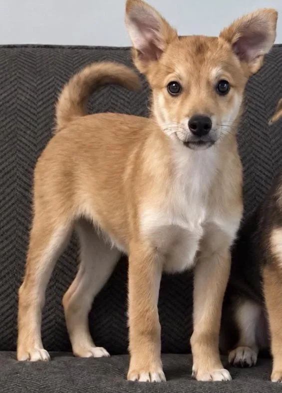 A baby small-sized male Jack Russell Terrier dog named Sonny for adoption in Tyler Hill, PA