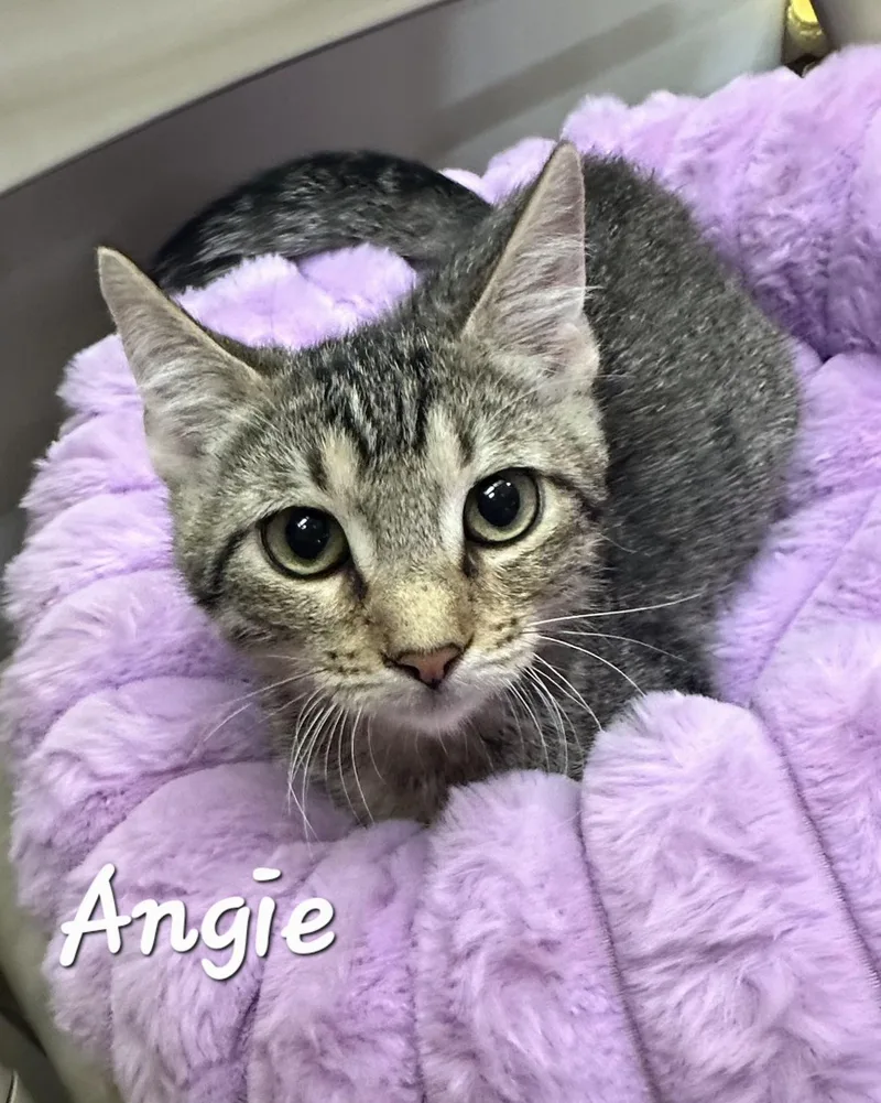 A baby small-sized female Tabby (Brown / Chocolate) Tabby cat named Angie for adoption in Gilbert, AZ