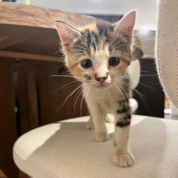 A baby small-sized female Calico Domestic Short Hair cat named Ginger for adoption in Houston, TX