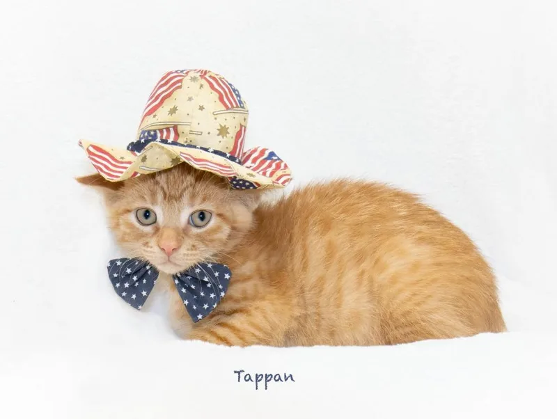 Tappan thumbnail 2