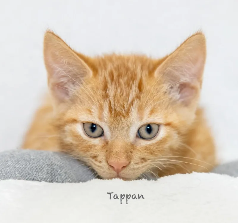Tappan thumbnail 3