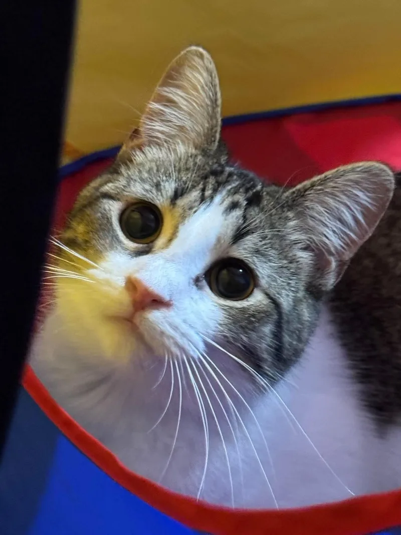 A young medium-sized female Tabby (Brown / Chocolate) Domestic Short Hair cat named Hunnybun for adoption in Sioux Falls, SD