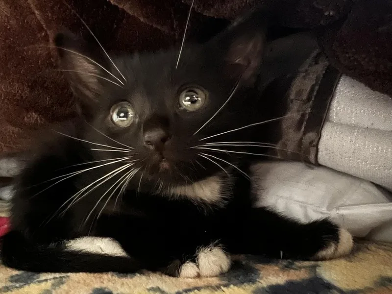A baby small-sized male Black & White / Tuxedo Domestic Short Hair cat named Luke Skywhisker for adoption in Dallas, TX