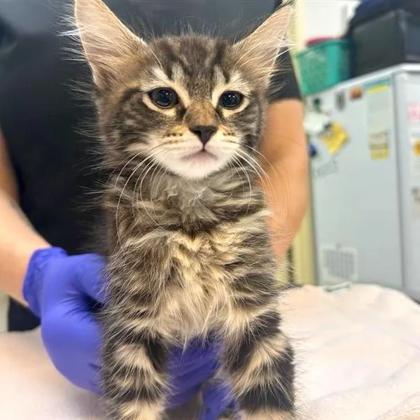 A baby small-sized female Domestic Medium Hair cat named Saguaro for adoption in Woodinville, WA
