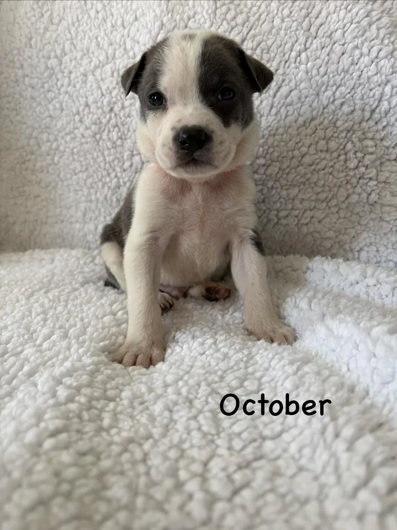 A baby medium-sized male Labrador Retriever dog named October Mama August Calendar for adoption in Carmel, NY