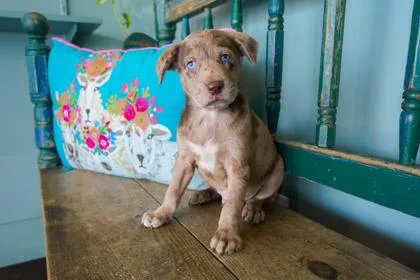 A baby small-sized male Catahoula Leopard Dog dog named Merle for adoption in San Antonio, TX