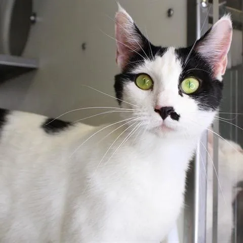 A young small-sized female White Domestic Short Hair cat named Zelda for adoption in Hopkinton, MA