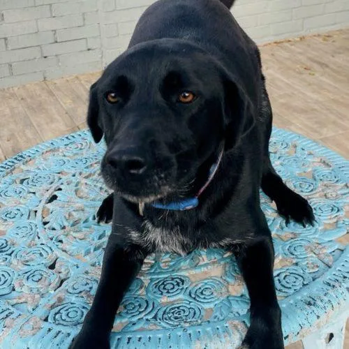 A young medium-sized female Black Labrador Retriever dog named Willow for adoption in Sullivan City, TX
