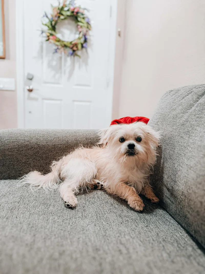 A young small-sized male White / Cream Shih Tzu dog named Nico for adoption in Goodyear, AZ