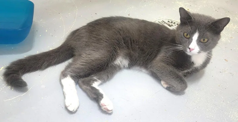 An adult medium-sized female Gray & White Domestic Short Hair cat named Red Queen for adoption in Wetumpka, AL