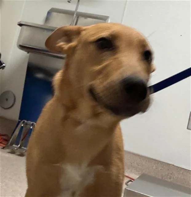 A baby medium-sized male White / Cream Shepherd dog named Cthulhu  URGENT for adoption in Thousand Oaks, CA