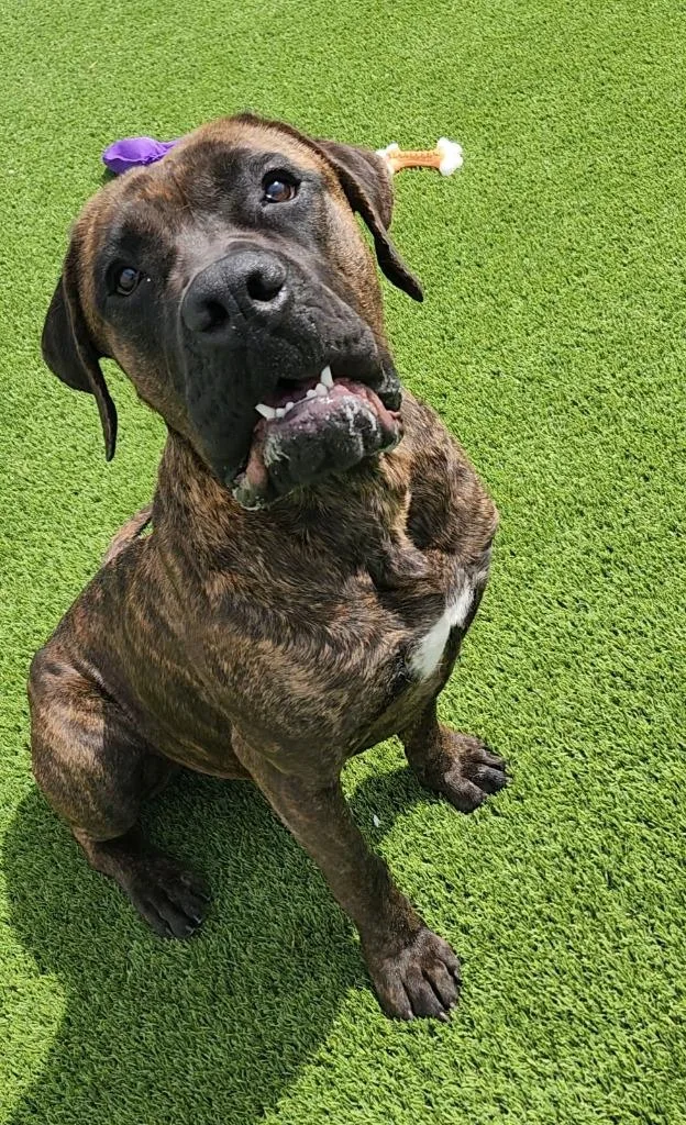 A young extra large-sized male Brindle Mastiff dog named Bruno for adoption in Frankfort, KY