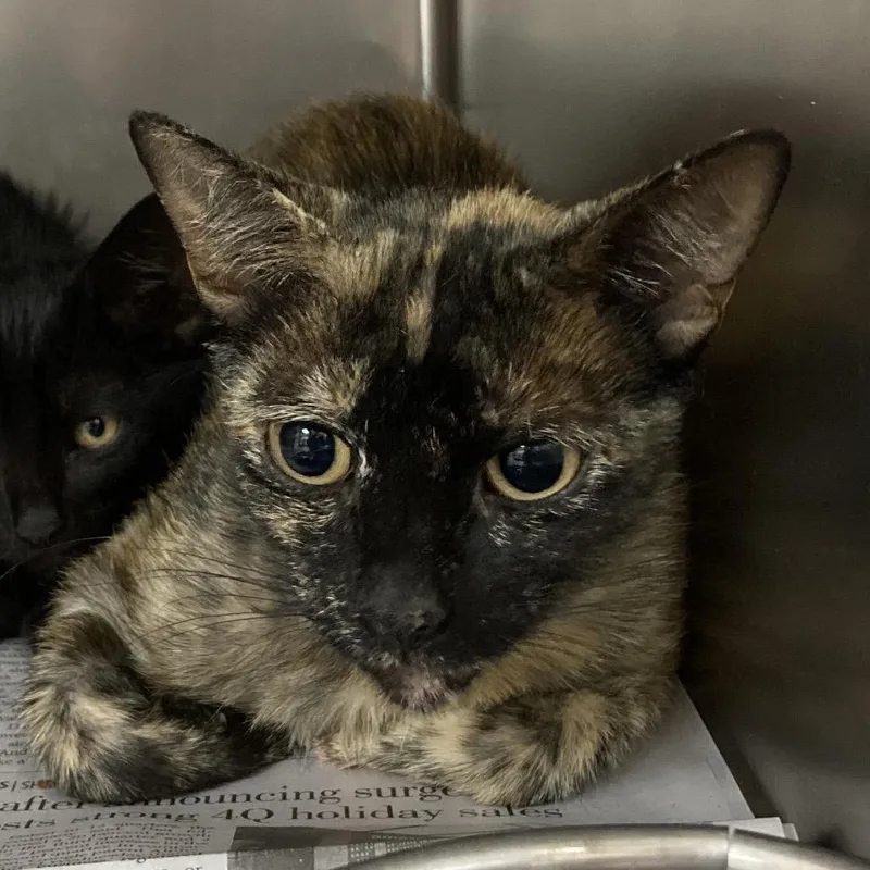 A young medium-sized female Tortoiseshell Domestic Short Hair cat named Chicken for adoption in Galveston, TX