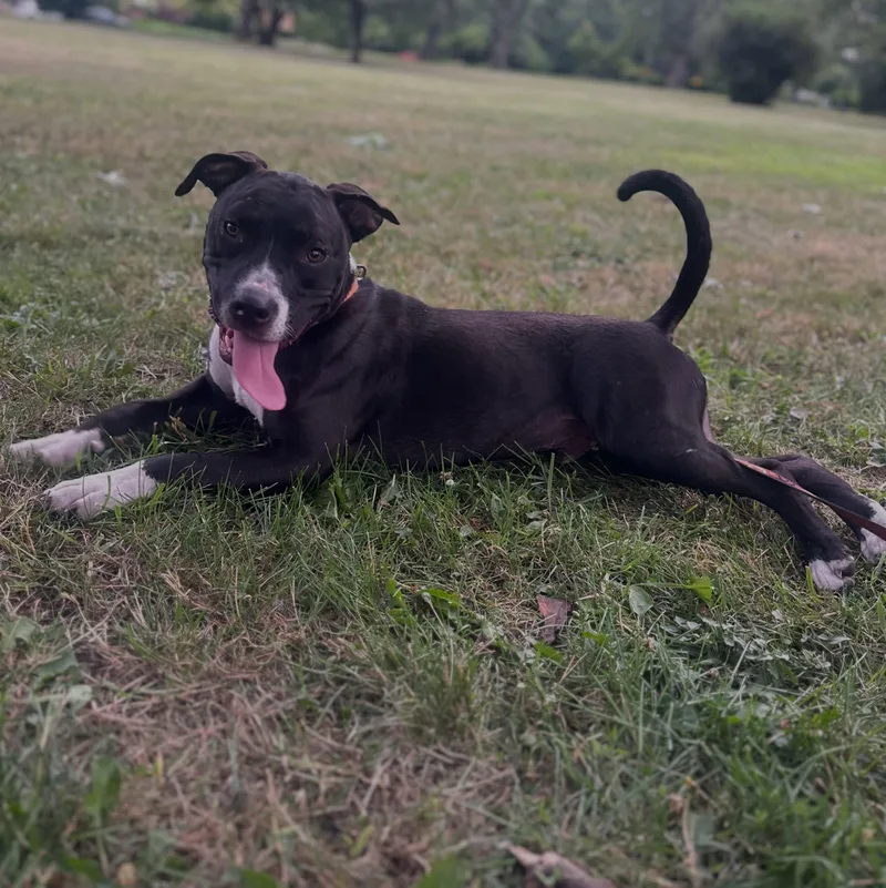 A young medium-sized male Black Pit Bull Terrier dog named Jasper for adoption in Detroit, MI