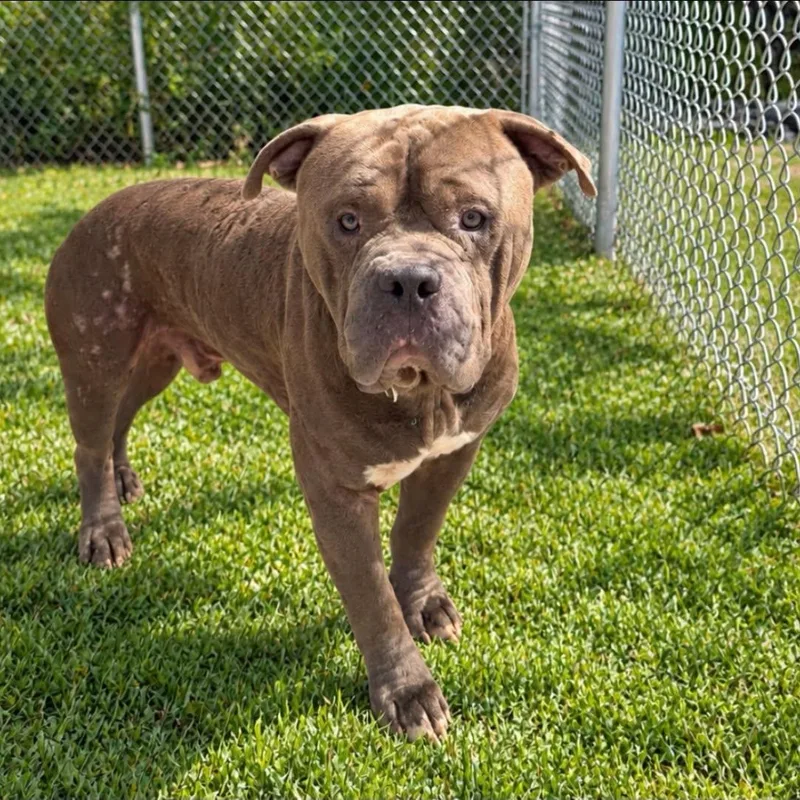 An adult large-sized male Gray / Blue / Silver Mixed Breed dog named Grayson for adoption in Warren, OH