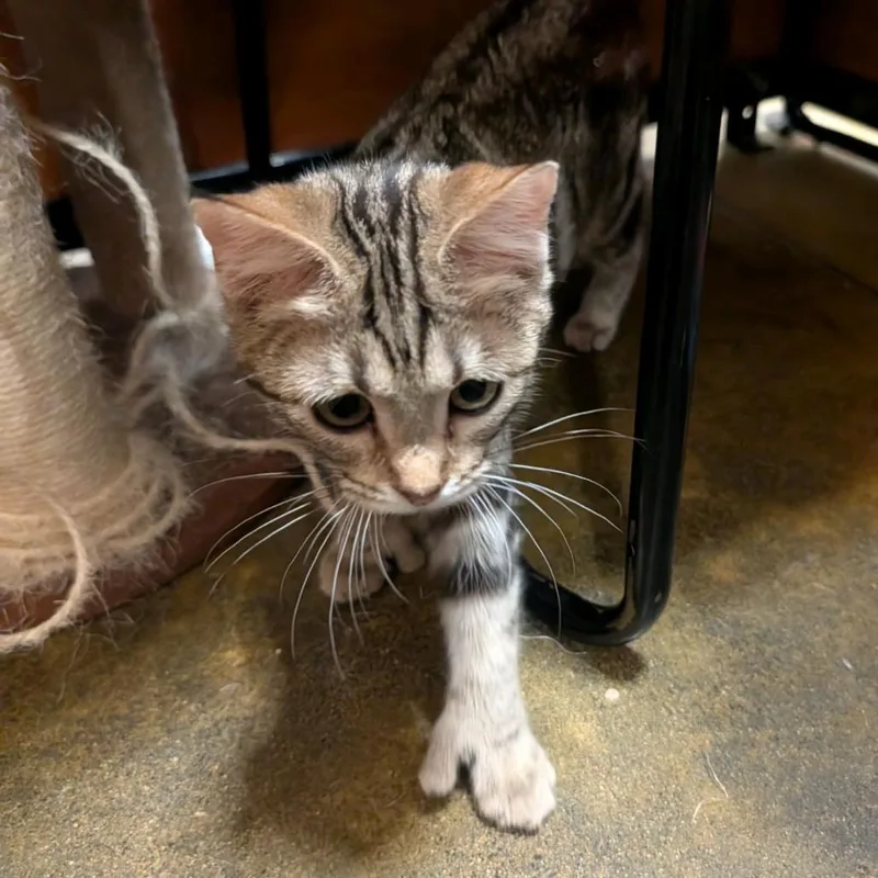 A baby small-sized female Brown / Chocolate Domestic Short Hair cat named Rose for adoption in Hemet, CA