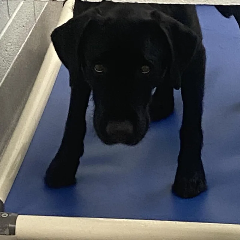 An adult small-sized female Black Labrador Retriever dog named Lady for adoption in Chattanooga, TN