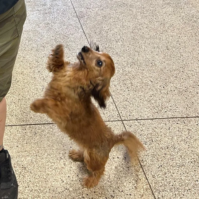 A senior small-sized female Red / Chestnut / Orange Dachshund (Long Haired) dog named Jazzy for adoption in Lake Panasoffkee, FL