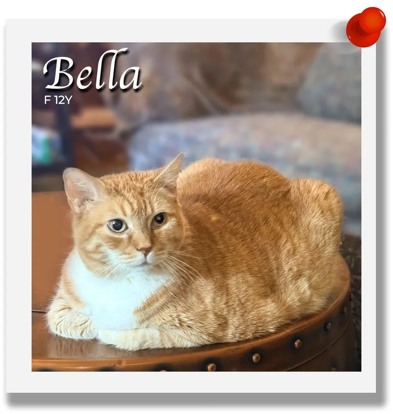 A senior medium-sized female Orange & White Domestic Short Hair cat named Bella for adoption in Palm Desert, CA