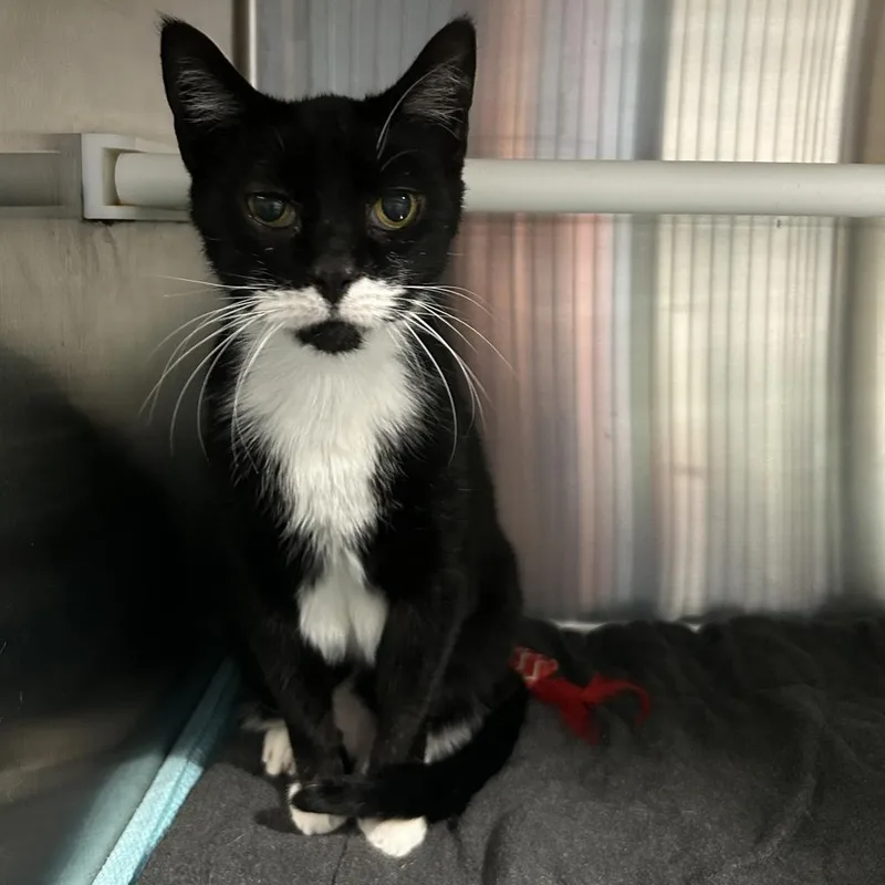 A senior medium-sized male Black Domestic Short Hair cat named Belgian for adoption in Oyster Bay, NY