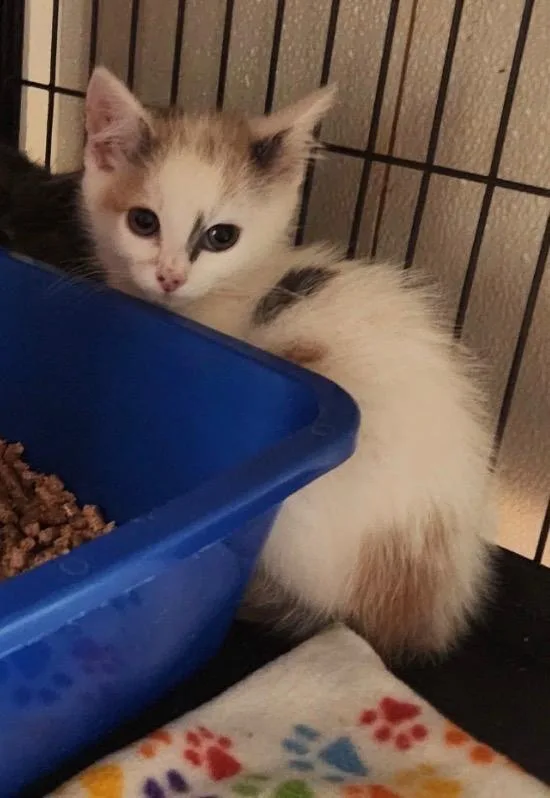 A baby medium-sized female Domestic Short Hair cat named Jennifurr Aniston for adoption in Douglasville, GA